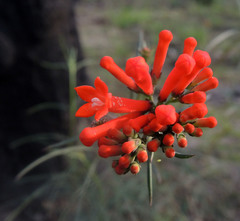Bouvardia tenuifolia