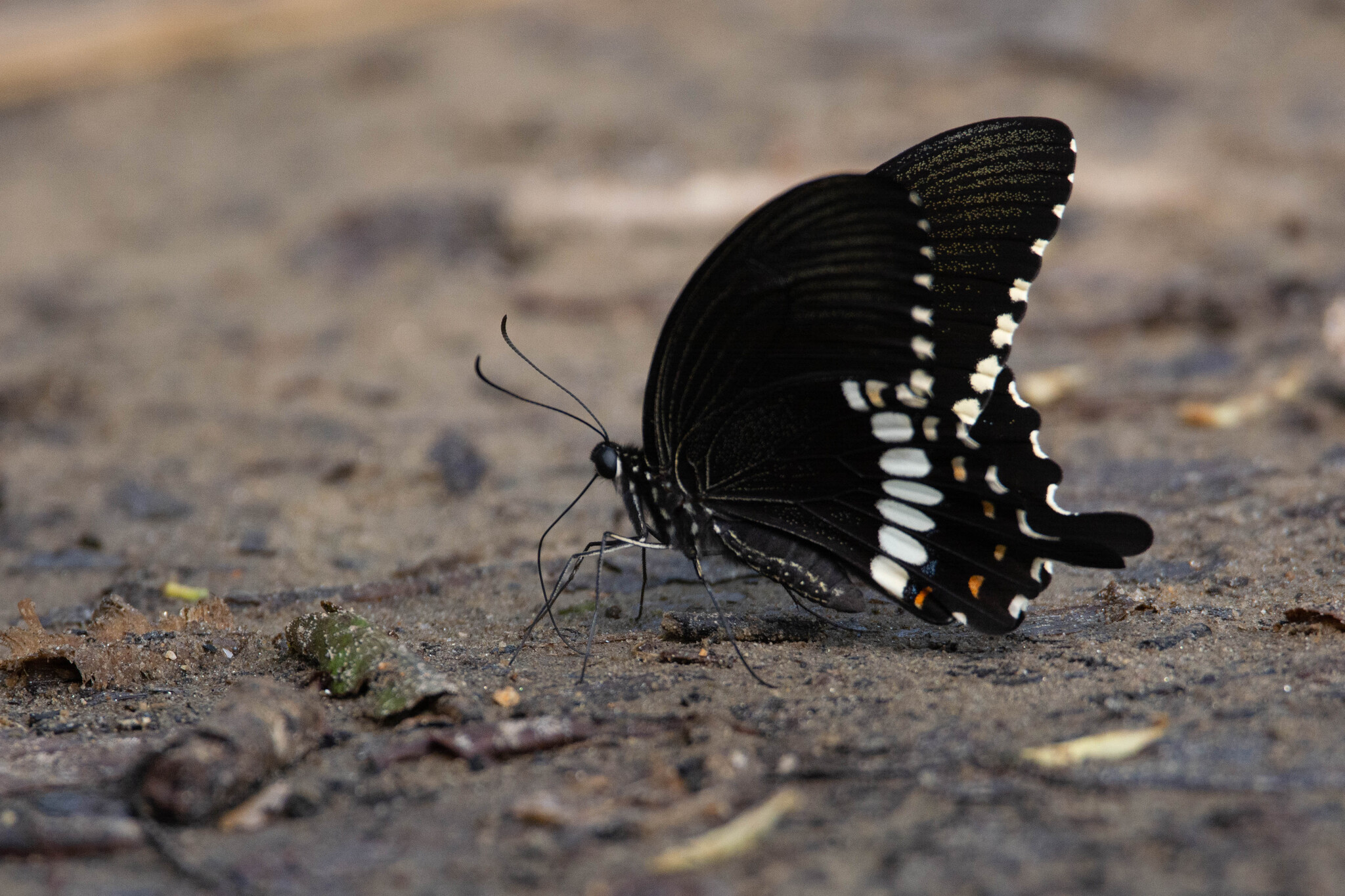 Common Mormon