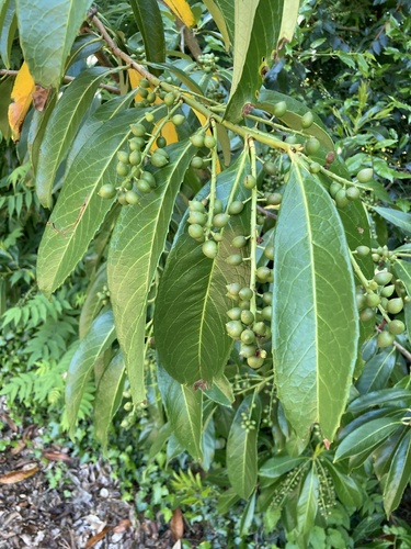 Prunus laurocerasus