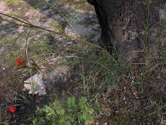 Bouvardia tenuifolia