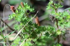 Acalypha radians