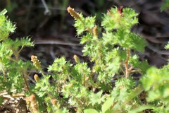Acalypha radians