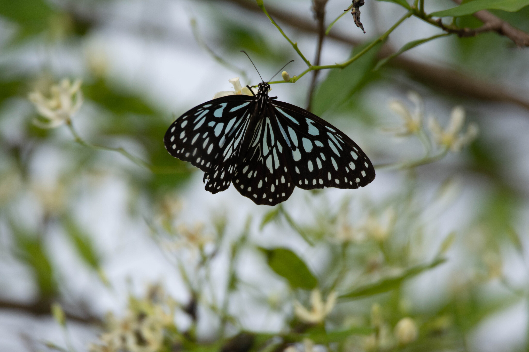 Dark Blue Tiger