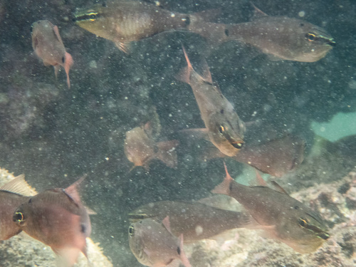 Spotnape cardinalfish (Ostorhinchus notatus) — Apogonidae — 5