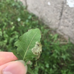 Liriomyza taraxaci