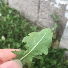 Liriomyza taraxaci