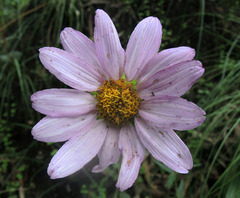 Iostephane heterophylla