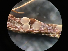 Orbiliomycetes