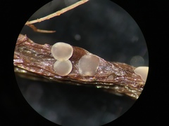 Orbiliomycetes