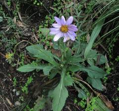 Iostephane heterophylla