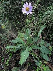 Iostephane heterophylla