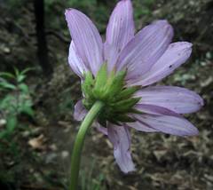 Iostephane heterophylla