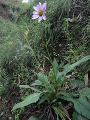 Iostephane heterophylla