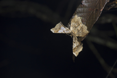 Krananda oliveomarginata