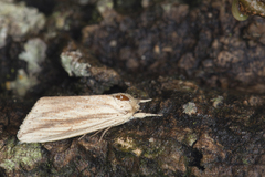 Saliocleta virgata