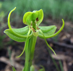 Habenaria jaliscana