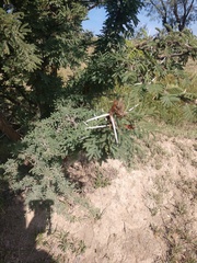 Vachellia schaffneri