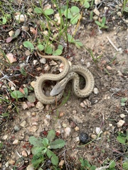 Galvarinus chilensis