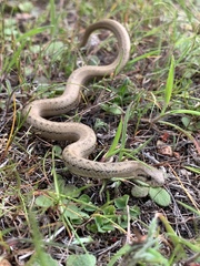 Galvarinus chilensis