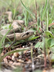 Galvarinus chilensis