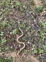 Galvarinus chilensis
