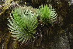 Agave gracielae