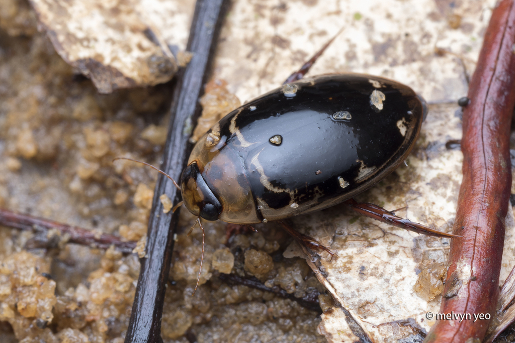Hydaticus pacificus