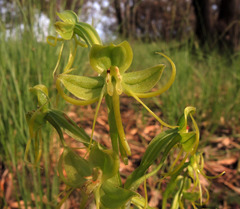 Habenaria jaliscana