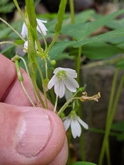 Oxalis trilliifolia