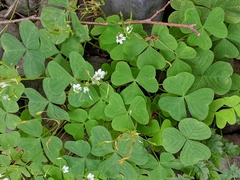 Oxalis trilliifolia