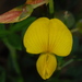 Crotalaria pumila - Photo (c) Douglas Goldman, μερικά δικαιώματα διατηρούνται (CC BY), uploaded by Douglas Goldman