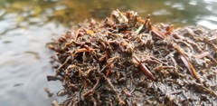 Podostemum ceratophyllum