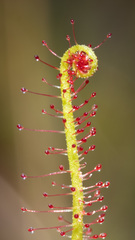 Drosera filiformis