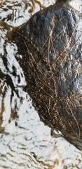 Podostemum ceratophyllum
