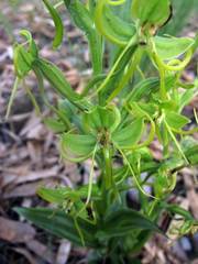 Habenaria jaliscana