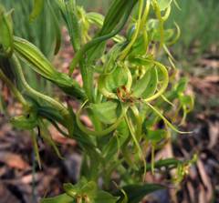 Habenaria jaliscana