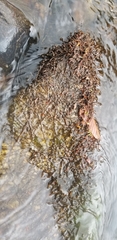 Podostemum ceratophyllum