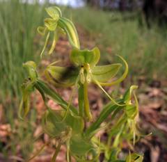 Habenaria jaliscana