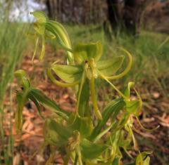 Habenaria jaliscana