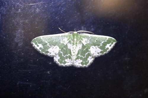 Frosted Emerald
