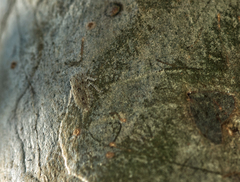 Ledromorpha