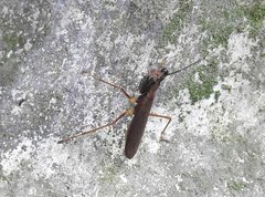 Spilomantis occipitalis