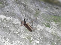 Spilomantis occipitalis