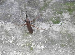 Spilomantis occipitalis