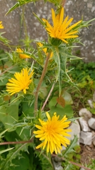 Oyster Thistle (Scolymus)
