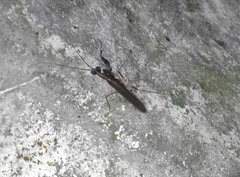 Spilomantis occipitalis