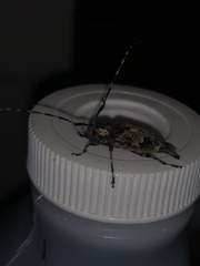 Graphisurus triangulifer