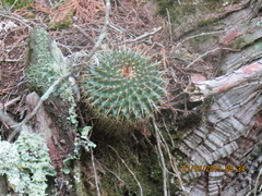 Mammillaria gigantea