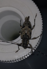 Graphisurus triangulifer