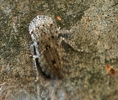 Ledromorpha